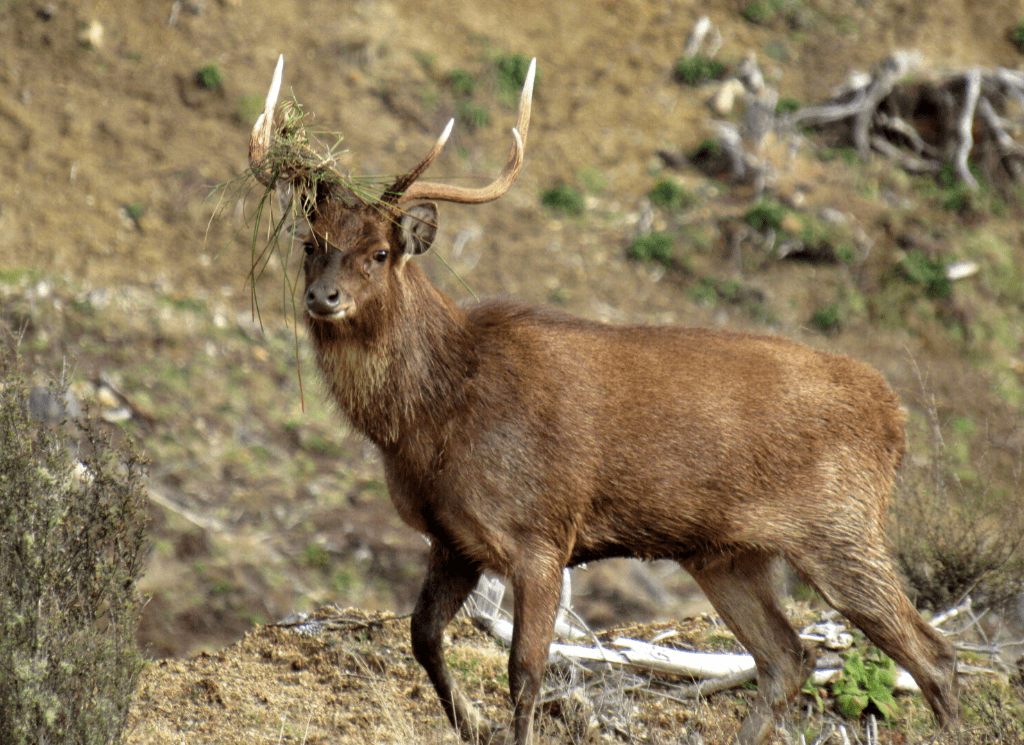 Sleepwear  Signature Stag