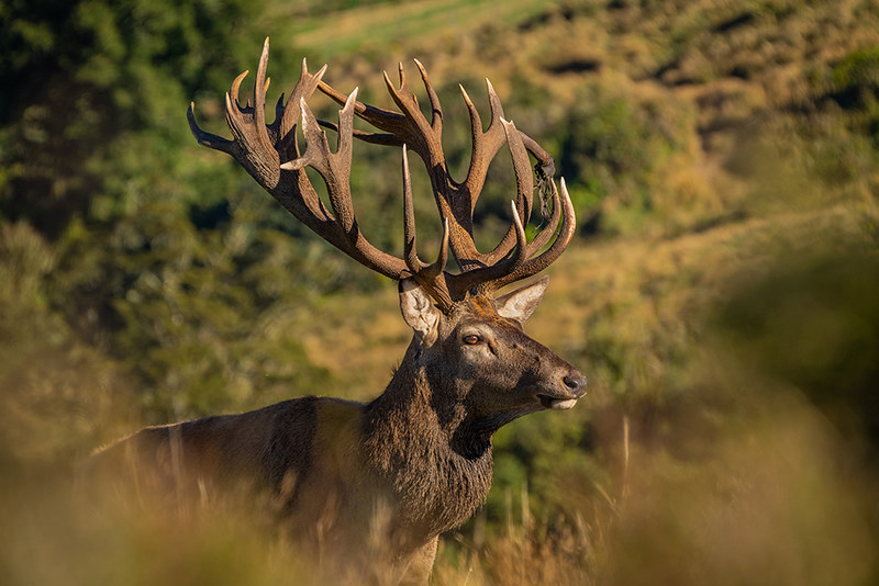 Red Stag