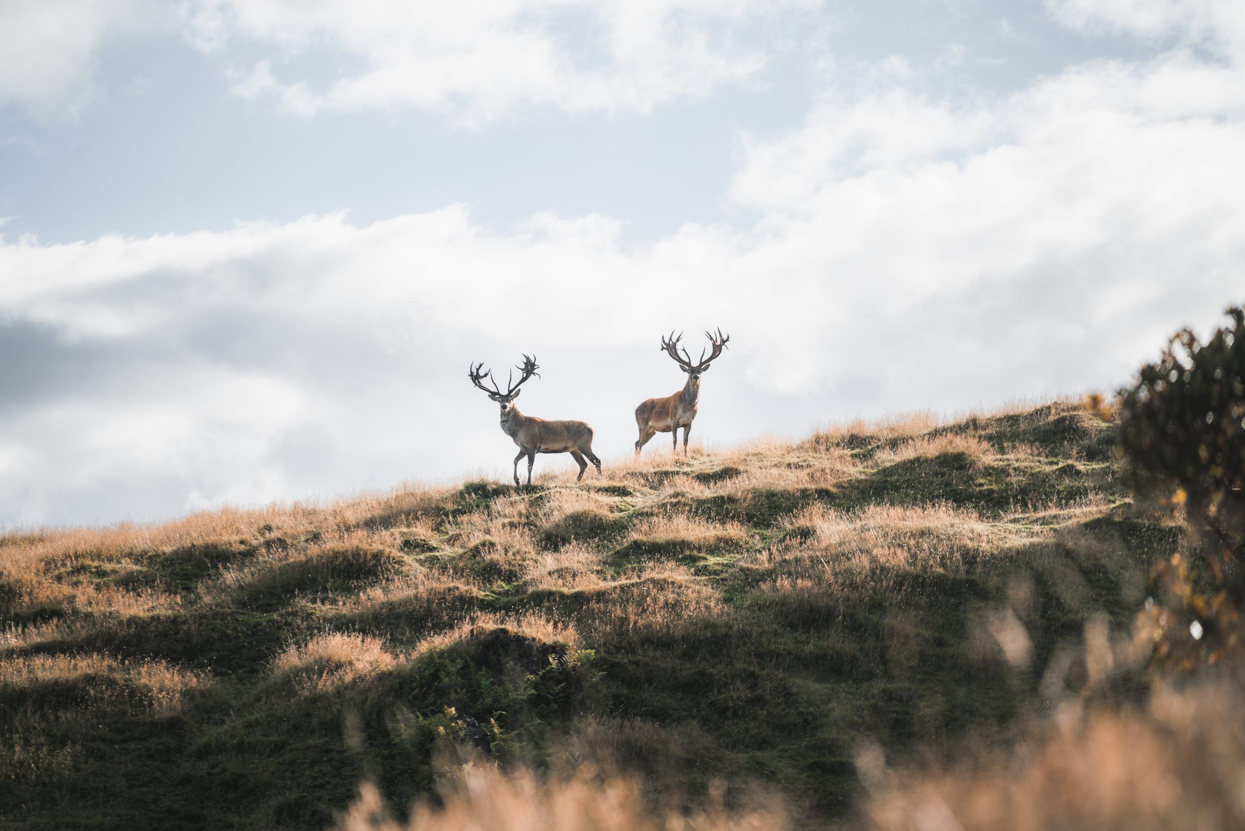 Red Stags