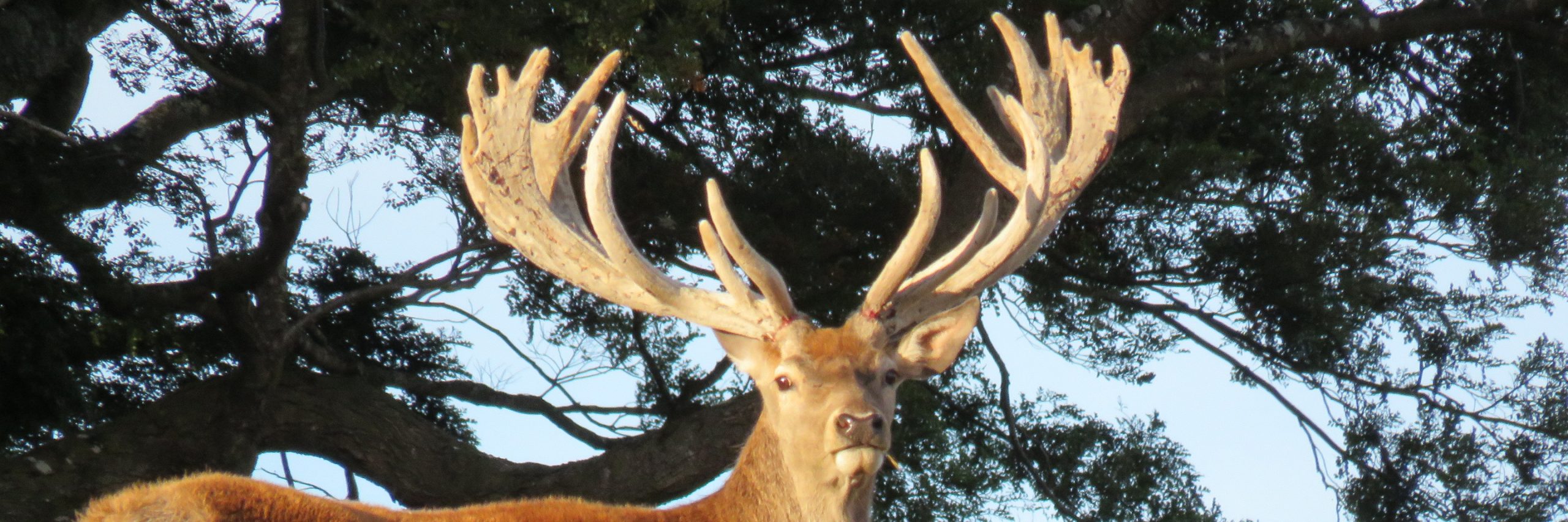 New Zealand Red Stag Hunting Package