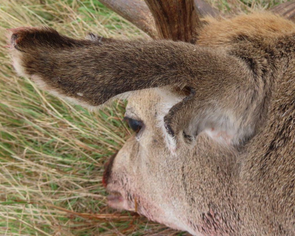 Battle scars of a fallow deer