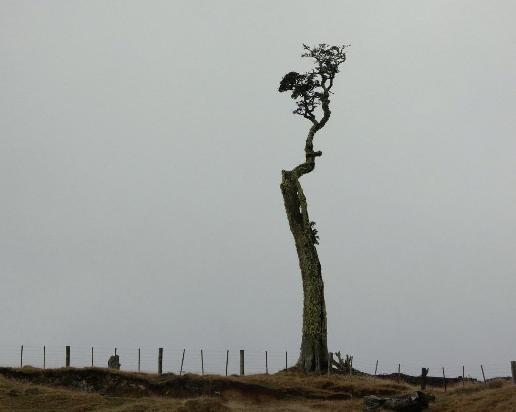 Single Tree on Grey Background in Poronui One Tree Ridge