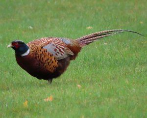 Beautiful ring neck pheasant in Poronui landscape