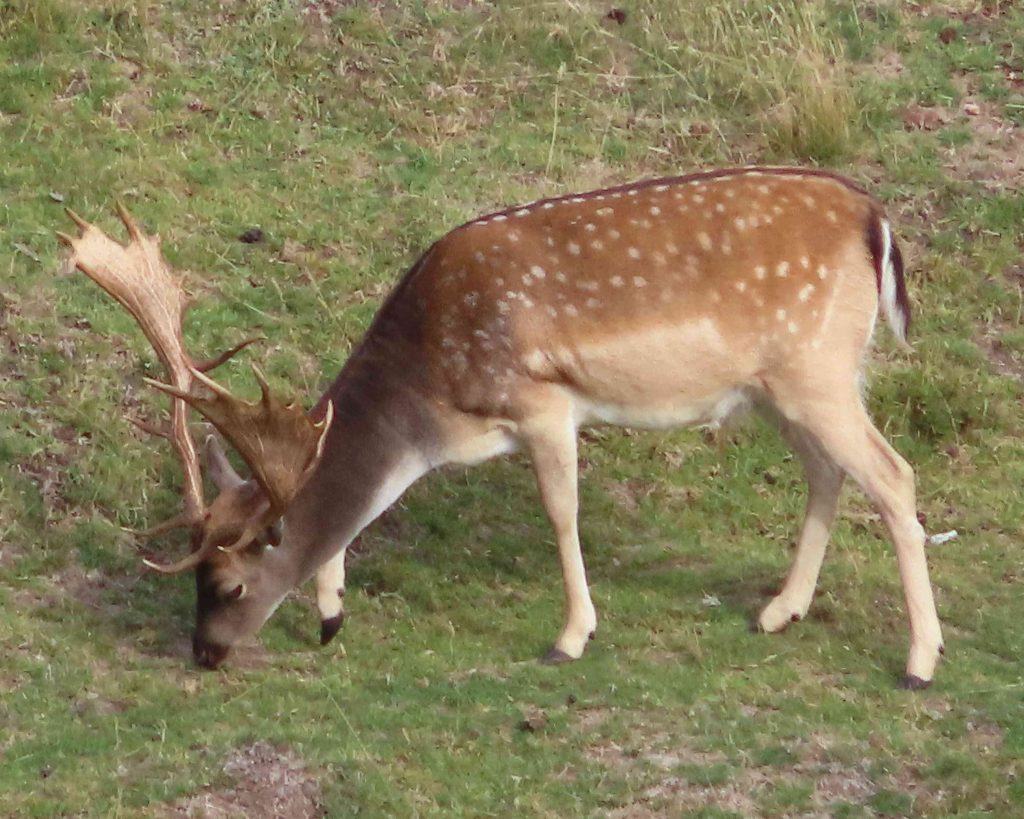 Ancestry of Deer