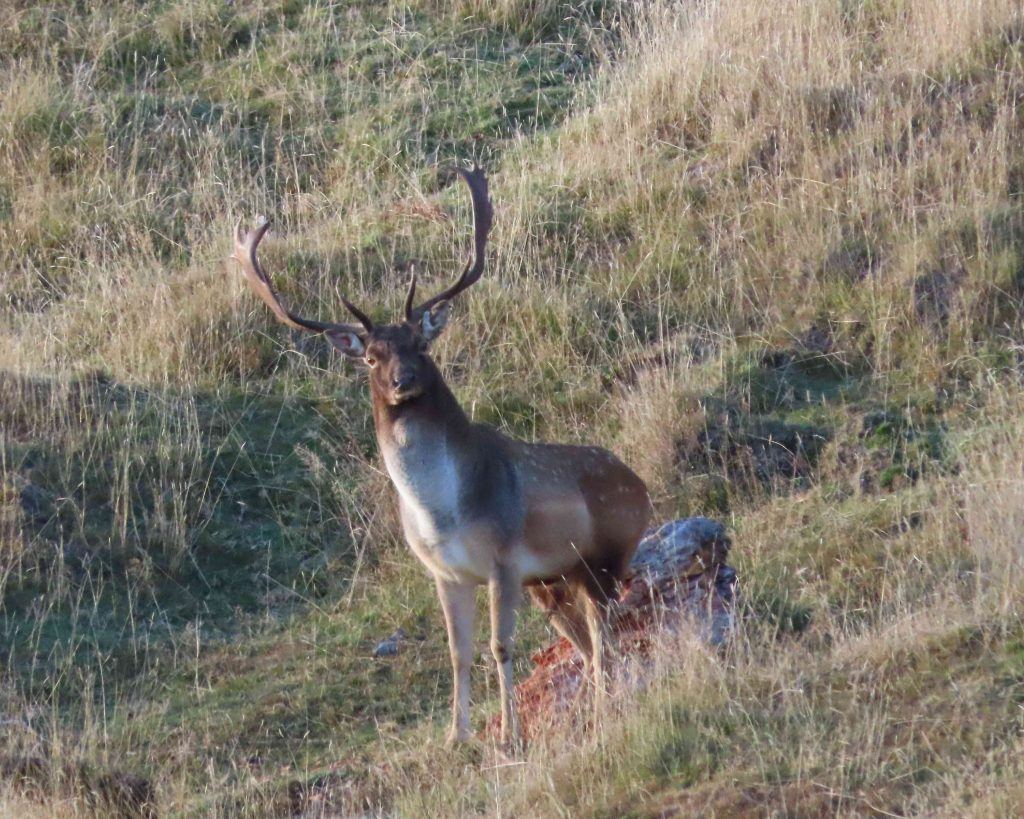 Bucks Darken Up for the Rut pic