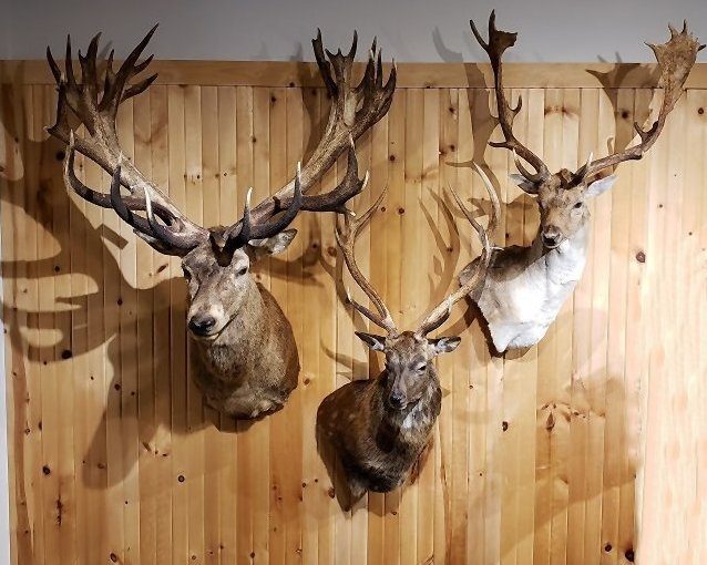 Deer Trophy Mounts.