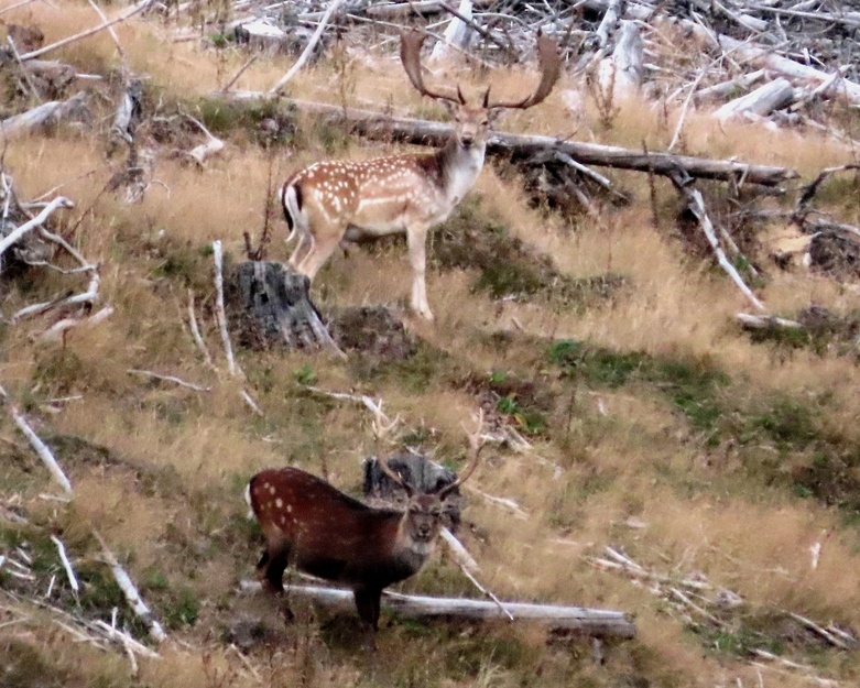 Cover photo of deer lying in grass