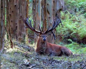 Stag likes living in the gum trees