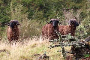 Three ram running in Poronui landscape