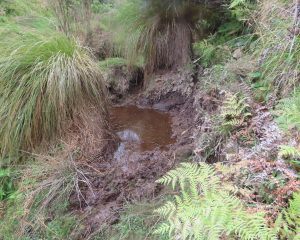 a wallow in Poronui