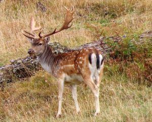 Beautiful fallow buck standing in a field