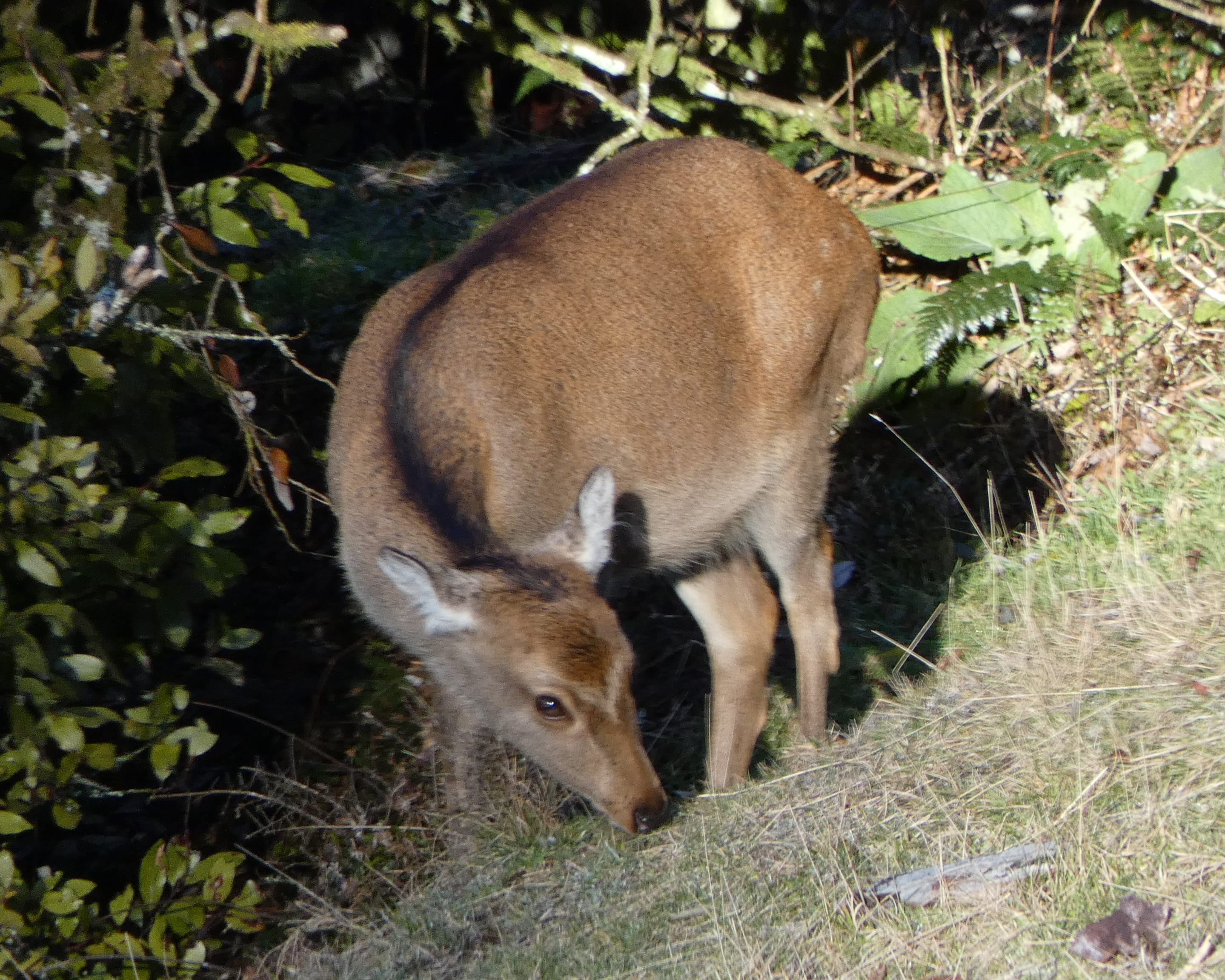 Plain Sika Hind. In the Grasslands. Poronui Hunting.