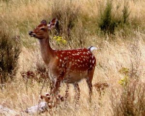 Picture of venison to hunt in Poronui