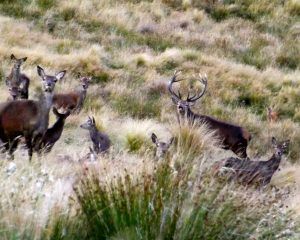 A Temporary Alliance Between Deer and red stag