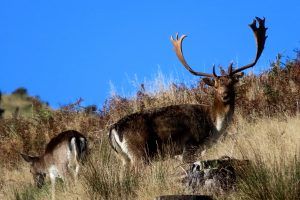 A couple of red stag in a field