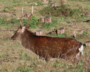 Transient stags