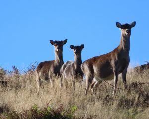 A Herd of deer running in Poronui field