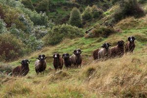 A group of ram running around Poronui