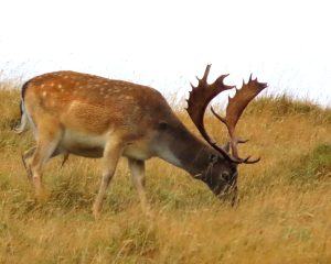 fallow buck eating in poronui field