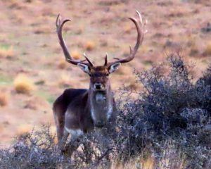 A red stag in the Poronui landscape