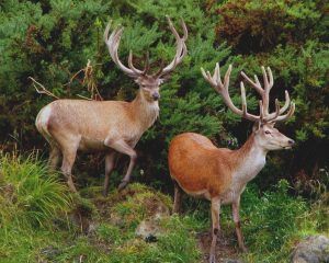 Velvet stags and bucks during the season of plenty