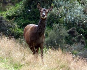 a deer all muddy