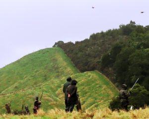 pheasant hunters hunting