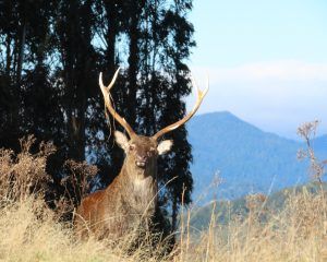 Eyeball to eyeball with a stag