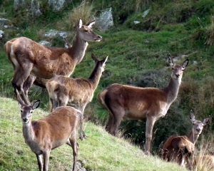 Group of stags an deers