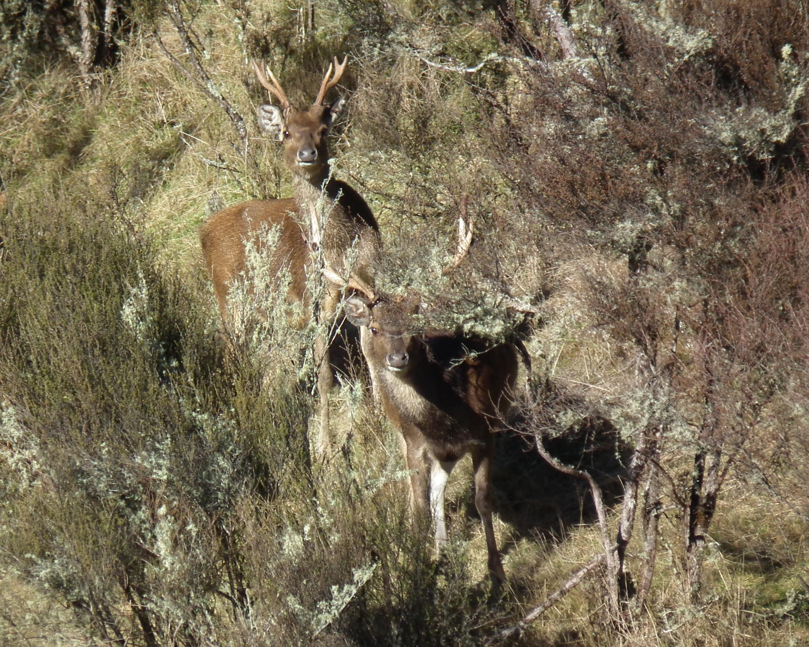 Rusa Stags Looking at Camera. Poronui hunting.