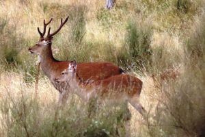 Quarry Poronui Venison Hunt