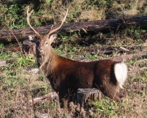 A sika deer looking at the camera