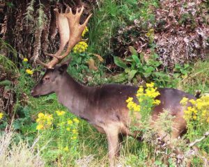 fallow buck hiding from hunters