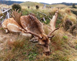 dead fallow buck in a field