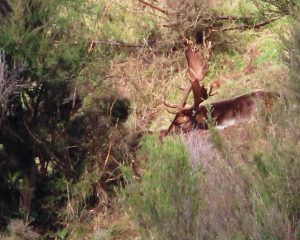 Fallow buck sitting amongst trees