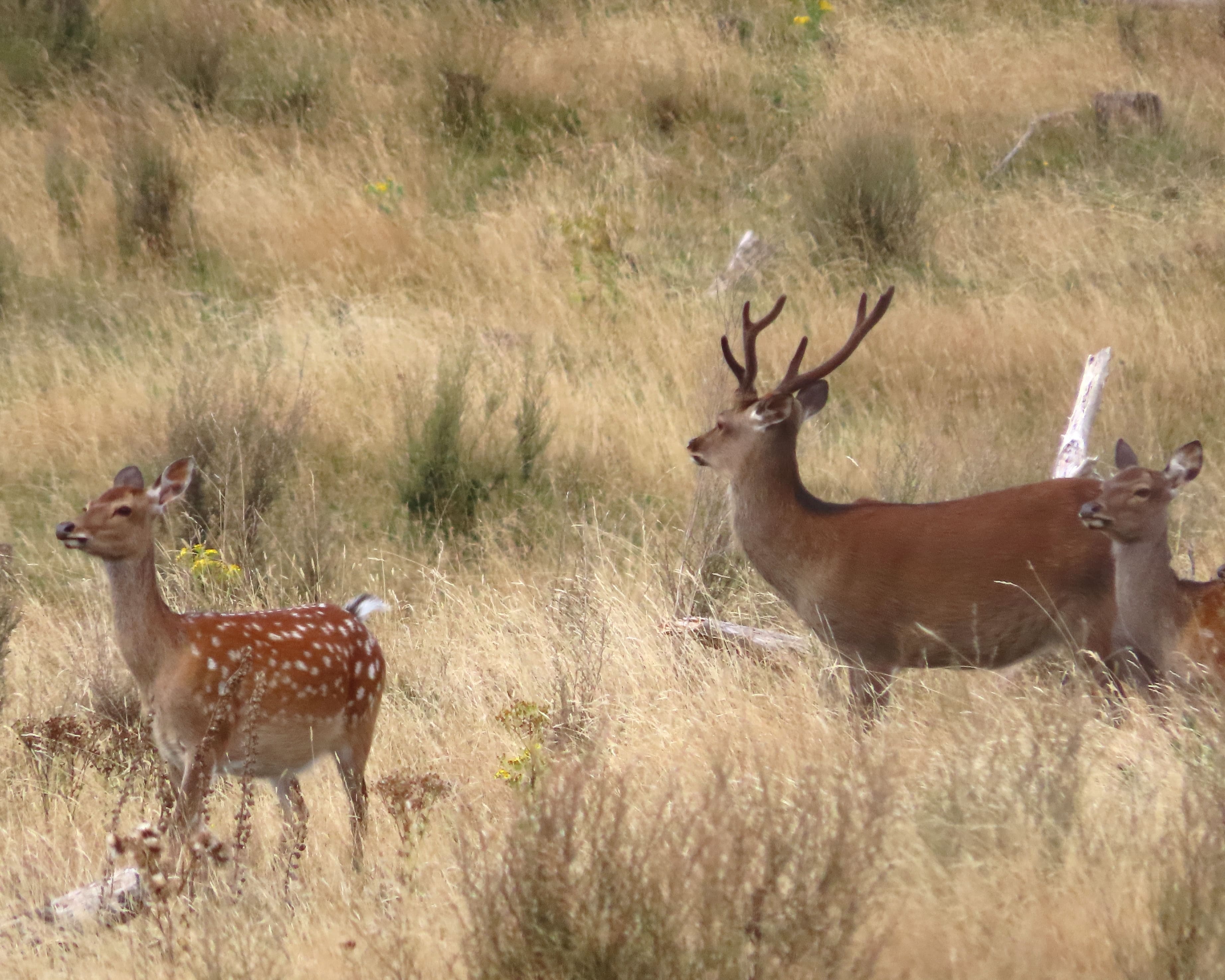 Super Spotted Deer Hind. Poronui Hunting.