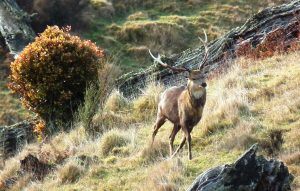 red stag walking around a field