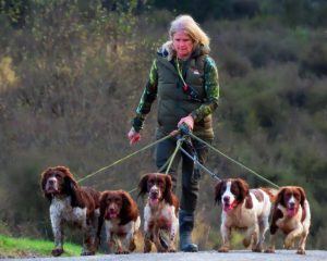 Dogs ready to hunt birds