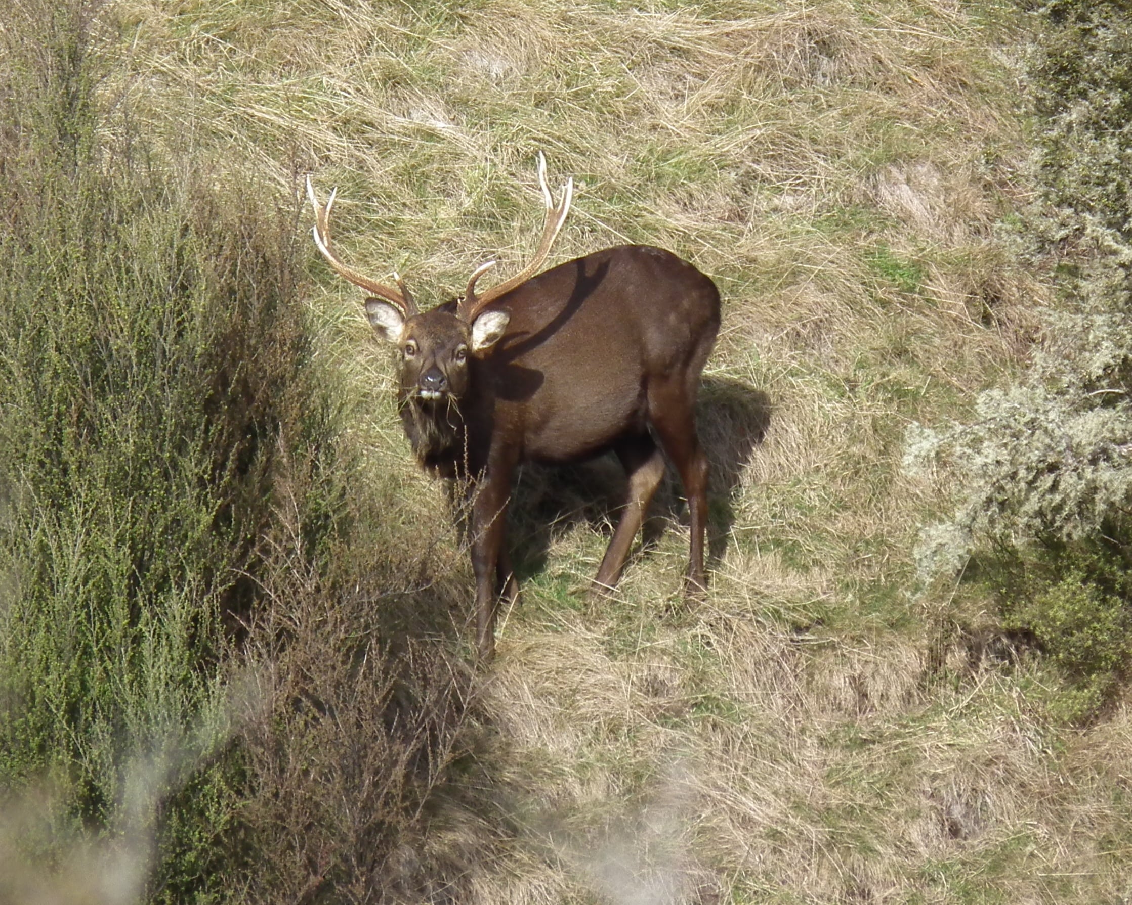 Near Black Sika Stag. Poronui Hunting