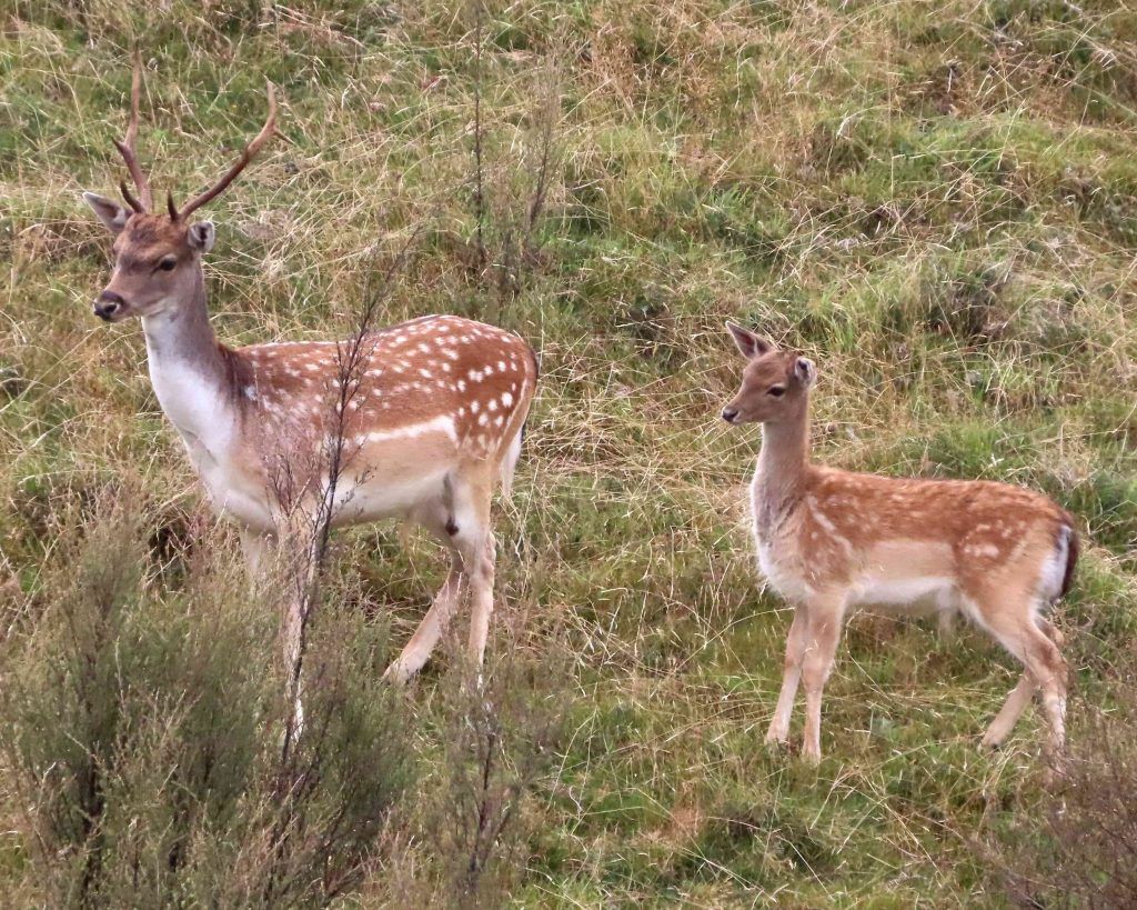 Magnificent summer pelts pic