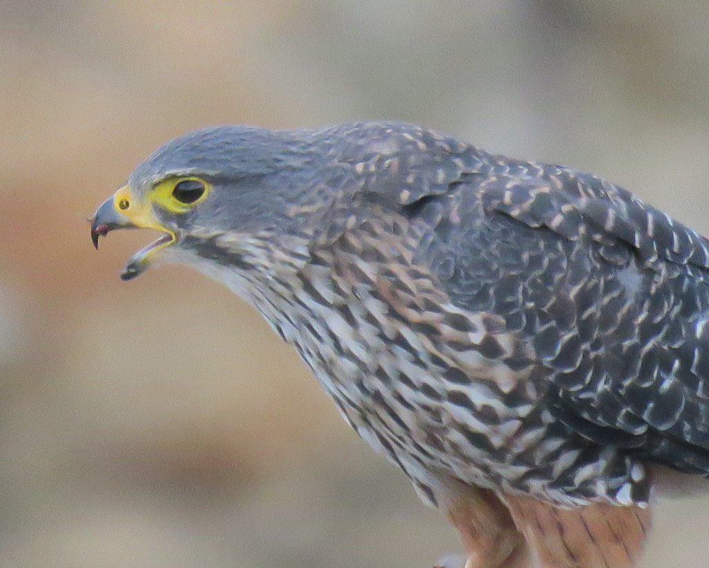 New Zealand falcon/kārearea