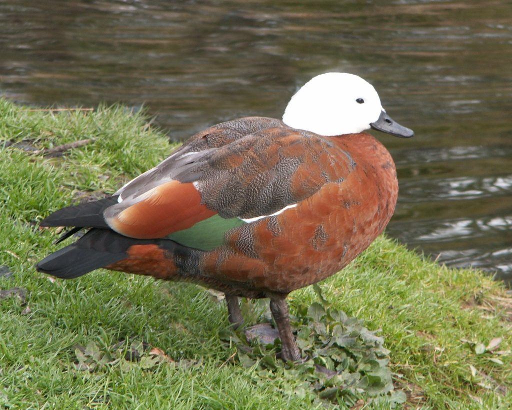 Paradise Shelduck in New Zealand