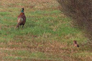 Pheasant running in poronui garden