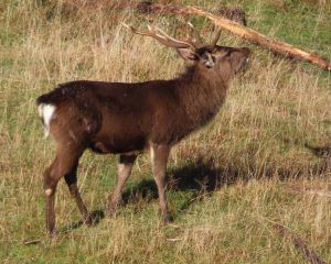 Deer rutting in poronui