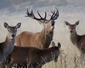 Deer rutting in poronui