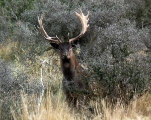 Deer rutting in poronui