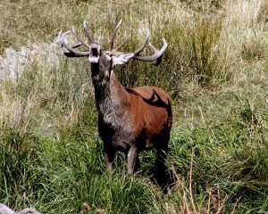 Deer rutting in poronui