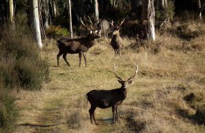 Sika_in_eucalytus