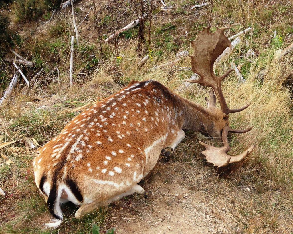 Spotted Fallow Deer In Poronui