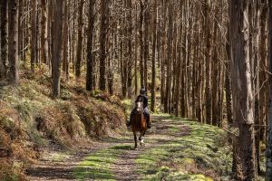 horse riding in poronui